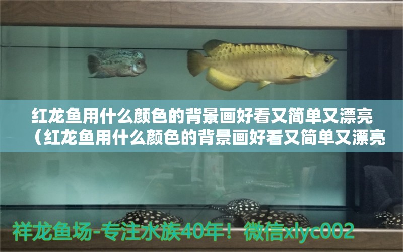 紅龍魚用什么顏色的背景畫好看又簡(jiǎn)單又漂亮（紅龍魚用什么顏色的背景畫好看又簡(jiǎn)單又漂亮圖片）