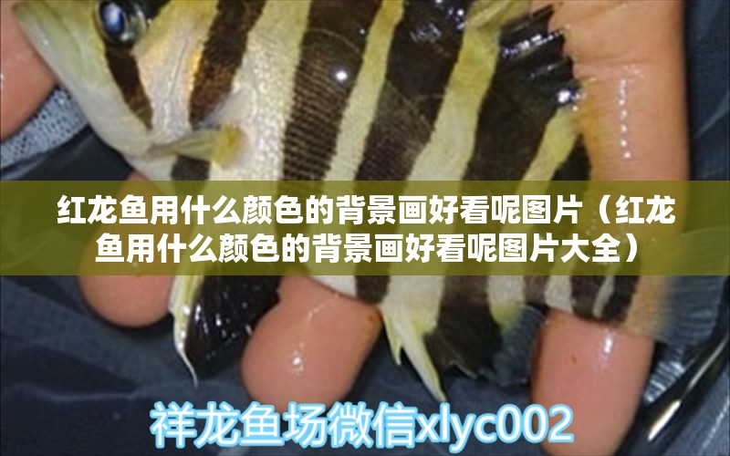 紅龍魚(yú)用什么顏色的背景畫好看呢圖片（紅龍魚(yú)用什么顏色的背景畫好看呢圖片大全） 印尼紅龍魚(yú)