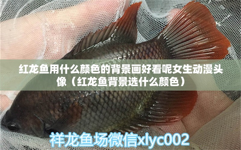 紅龍魚(yú)用什么顏色的背景畫好看呢女生動(dòng)漫頭像（紅龍魚(yú)背景選什么顏色）