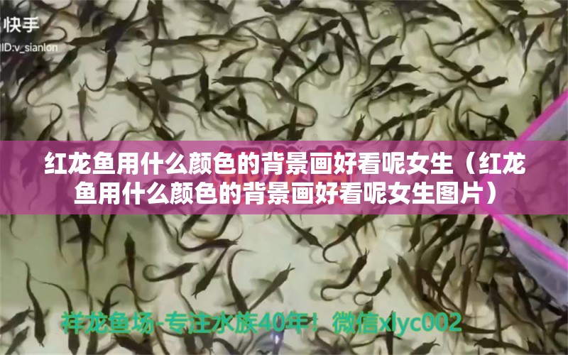 紅龍魚用什么顏色的背景畫好看呢女生（紅龍魚用什么顏色的背景畫好看呢女生圖片）