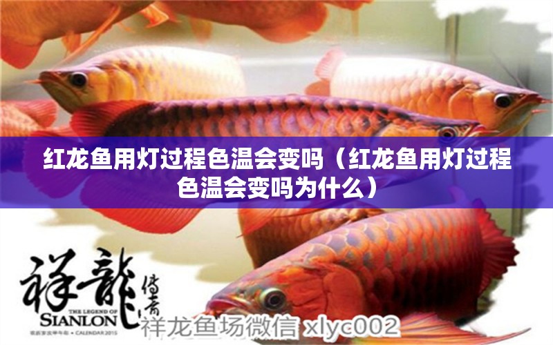 紅龍魚(yú)用燈過(guò)程色溫會(huì)變嗎（紅龍魚(yú)用燈過(guò)程色溫會(huì)變嗎為什么） 印尼紅龍魚(yú)