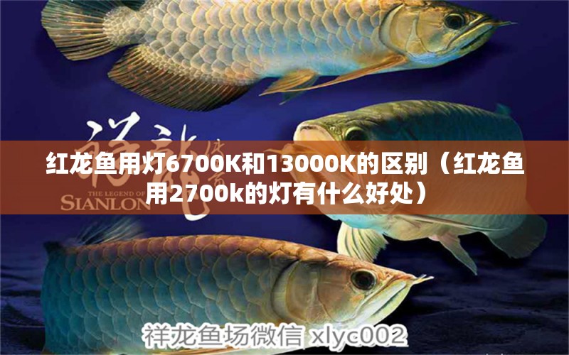 紅龍魚用燈6700K和13000K的區(qū)別（紅龍魚用2700k的燈有什么好處）