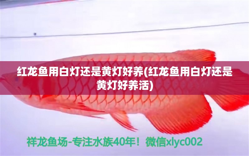 紅龍魚用白燈還是黃燈好養(yǎng)(紅龍魚用白燈還是黃燈好養(yǎng)活) 南美異型魚