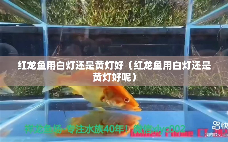 紅龍魚用白燈還是黃燈好（紅龍魚用白燈還是黃燈好呢） 印尼紅龍魚