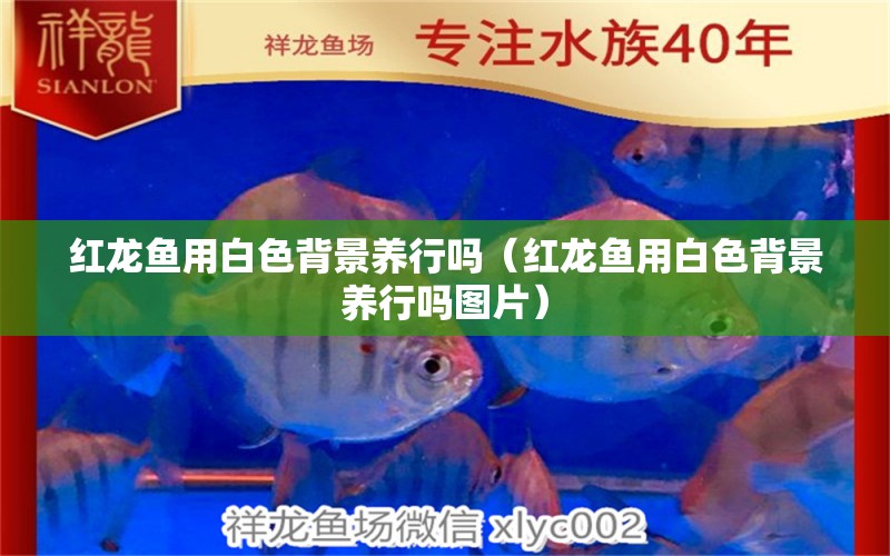 紅龍魚用白色背景養(yǎng)行嗎（紅龍魚用白色背景養(yǎng)行嗎圖片）