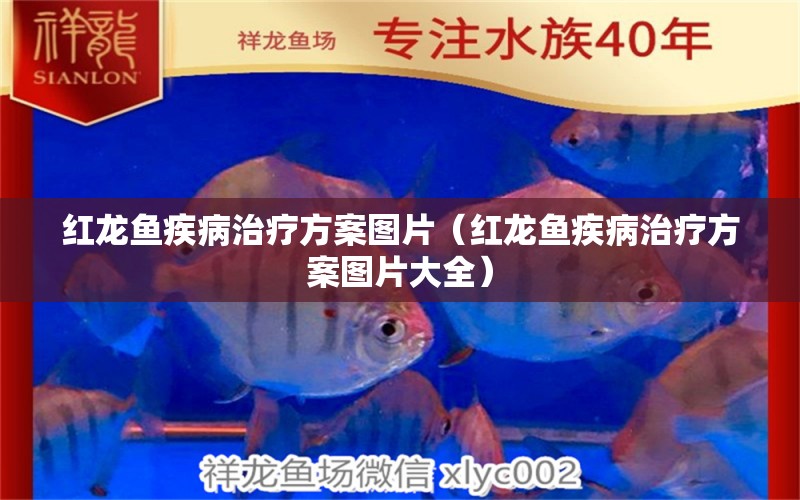 紅龍魚(yú)疾病治療方案圖片（紅龍魚(yú)疾病治療方案圖片大全）