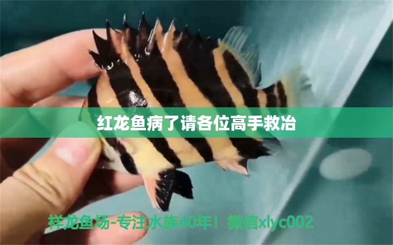 紅龍魚病了請各位高手救冶 龍魚疾病與治療