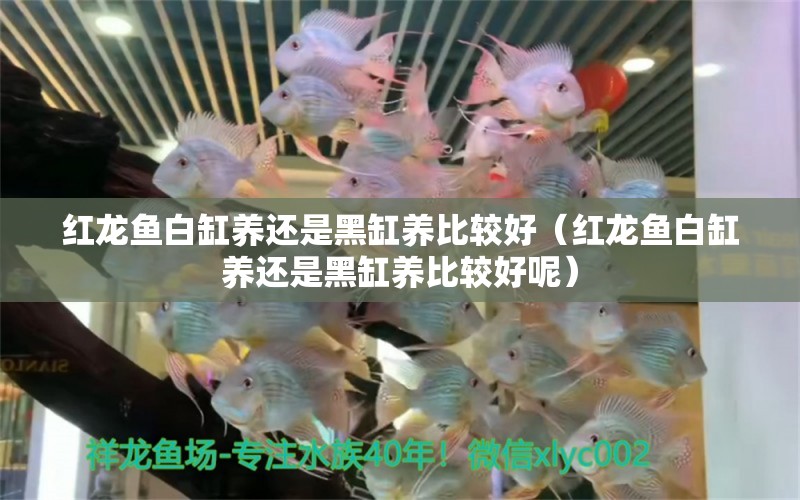 紅龍魚白缸養(yǎng)還是黑缸養(yǎng)比較好（紅龍魚白缸養(yǎng)還是黑缸養(yǎng)比較好呢）