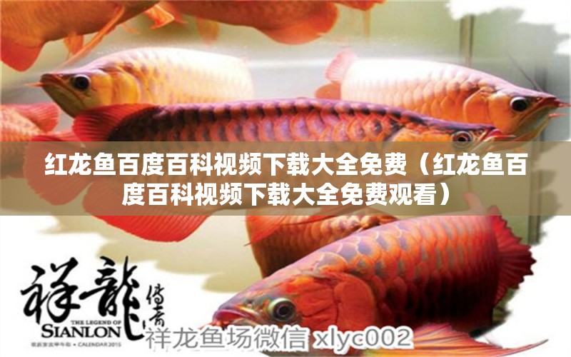 紅龍魚(yú)百度百科視頻下載大全免費(fèi)（紅龍魚(yú)百度百科視頻下載大全免費(fèi)觀看）