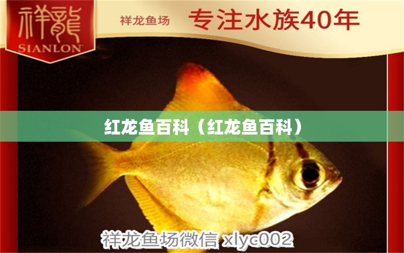 紅龍魚百科（紅龍魚百科） 印尼紅龍魚