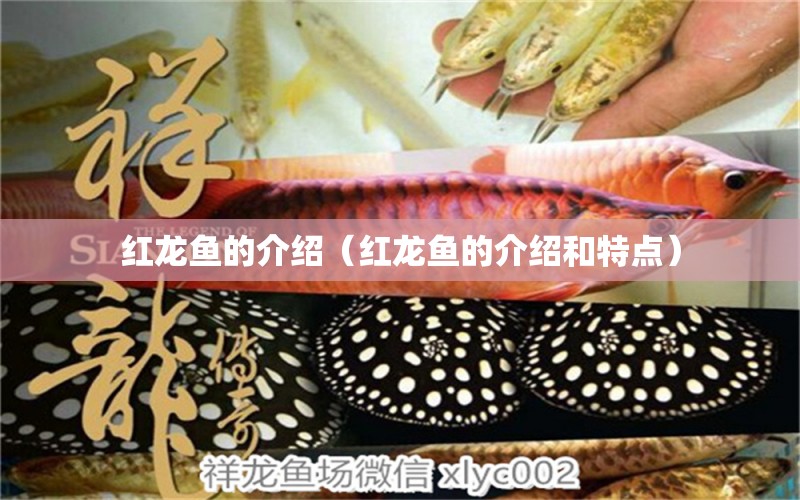 紅龍魚(yú)的介紹（紅龍魚(yú)的介紹和特點(diǎn)） 印尼紅龍魚(yú)