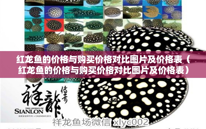 紅龍魚的價(jià)格與購買價(jià)格對(duì)比圖片及價(jià)格表（紅龍魚的價(jià)格與購買價(jià)格對(duì)比圖片及價(jià)格表）