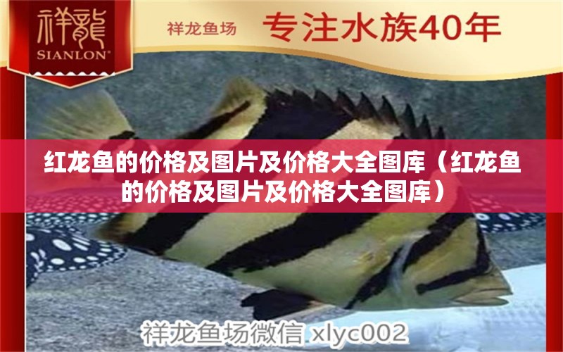 紅龍魚的價(jià)格及圖片及價(jià)格大全圖庫(kù)（紅龍魚的價(jià)格及圖片及價(jià)格大全圖庫(kù)） 龍魚百科