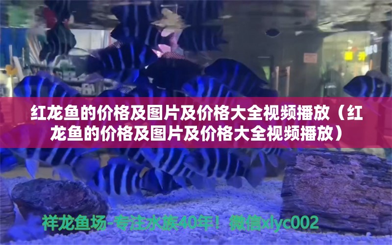 紅龍魚的價格及圖片及價格大全視頻播放（紅龍魚的價格及圖片及價格大全視頻播放） 龍魚百科