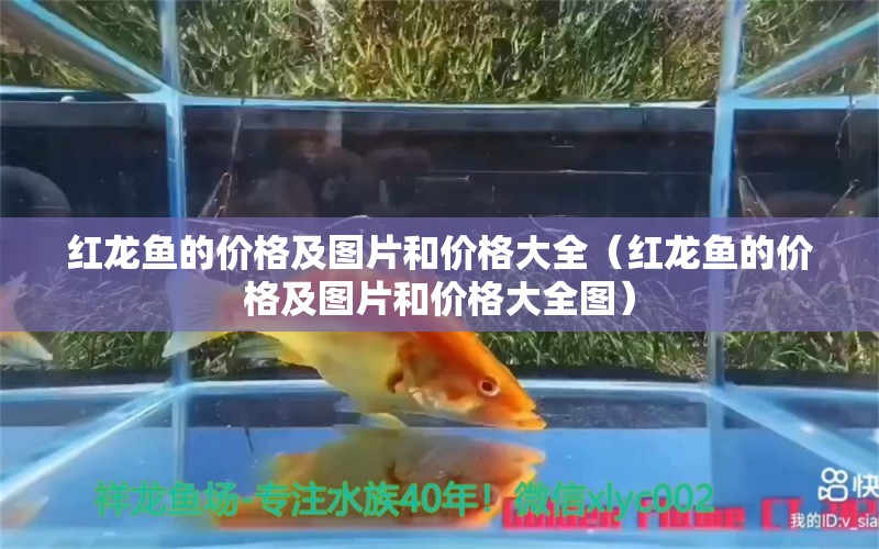 紅龍魚的價格及圖片和價格大全（紅龍魚的價格及圖片和價格大全圖）