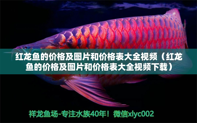 紅龍魚的價格及圖片和價格表大全視頻（紅龍魚的價格及圖片和價格表大全視頻下載）