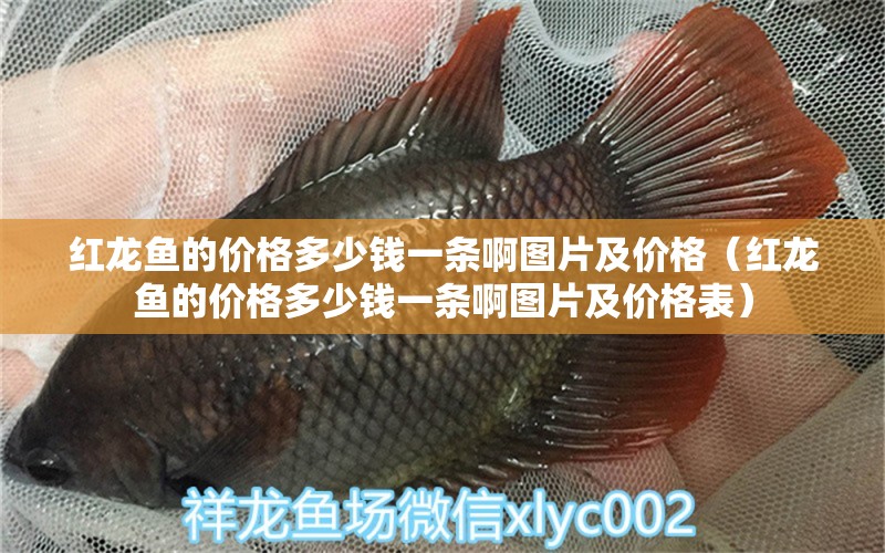 紅龍魚的價(jià)格多少錢一條啊圖片及價(jià)格（紅龍魚的價(jià)格多少錢一條啊圖片及價(jià)格表） 龍魚百科