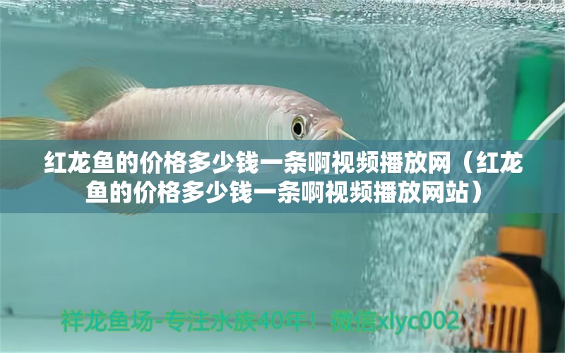 紅龍魚的價格多少錢一條啊視頻播放網(wǎng)（紅龍魚的價格多少錢一條啊視頻播放網(wǎng)站） 龍魚百科