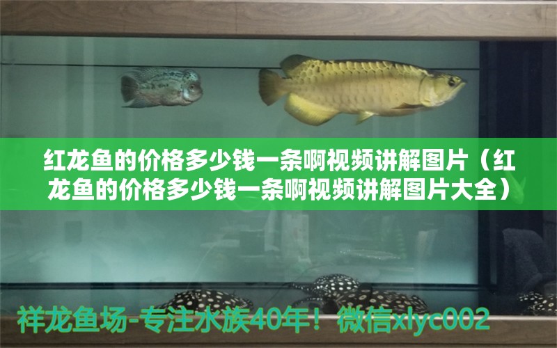 紅龍魚(yú)的價(jià)格多少錢(qián)一條啊視頻講解圖片（紅龍魚(yú)的價(jià)格多少錢(qián)一條啊視頻講解圖片大全） 龍魚(yú)百科