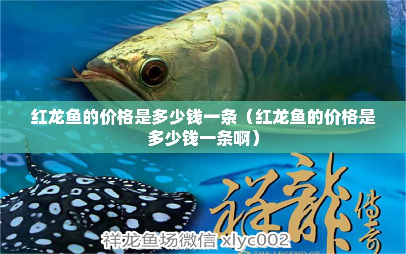 紅龍魚(yú)的價(jià)格是多少錢(qián)一條（紅龍魚(yú)的價(jià)格是多少錢(qián)一條?。? title=