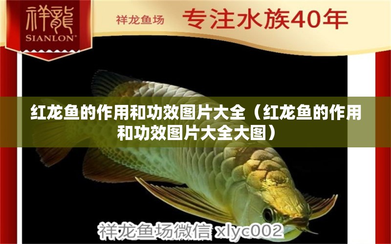 紅龍魚的作用和功效圖片大全（紅龍魚的作用和功效圖片大全大圖）