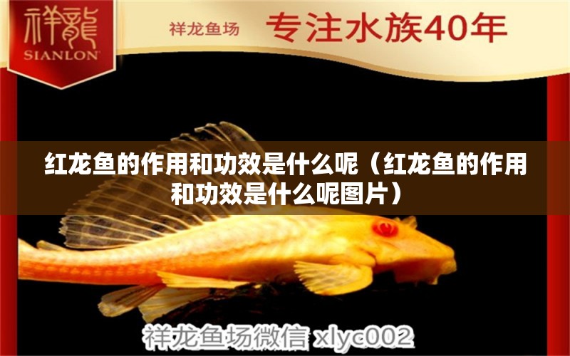 紅龍魚的作用和功效是什么呢（紅龍魚的作用和功效是什么呢圖片） 印尼紅龍魚