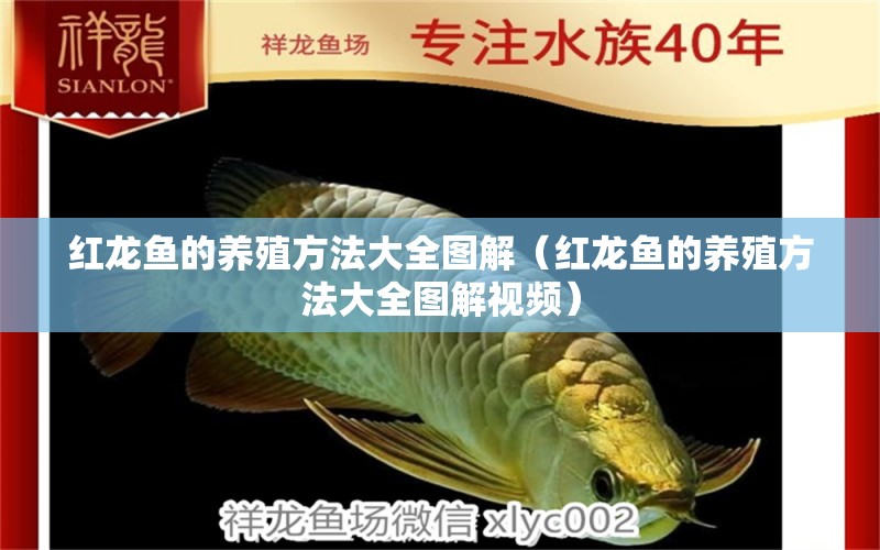 紅龍魚(yú)的養(yǎng)殖方法大全圖解（紅龍魚(yú)的養(yǎng)殖方法大全圖解視頻）