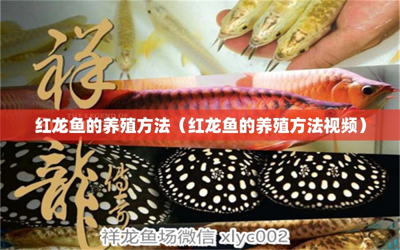 紅龍魚(yú)的養(yǎng)殖方法（紅龍魚(yú)的養(yǎng)殖方法視頻） 印尼紅龍魚(yú)