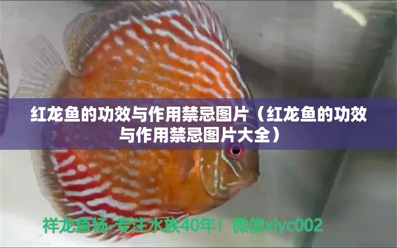 紅龍魚的功效與作用禁忌圖片（紅龍魚的功效與作用禁忌圖片大全）