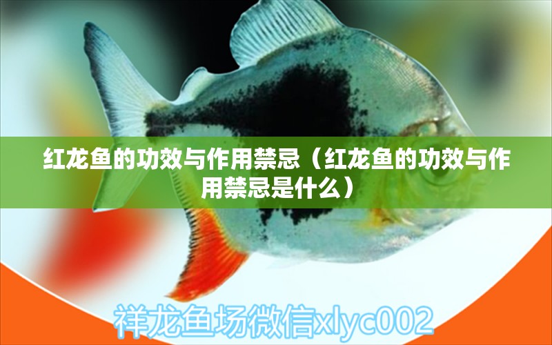 紅龍魚的功效與作用禁忌（紅龍魚的功效與作用禁忌是什么）