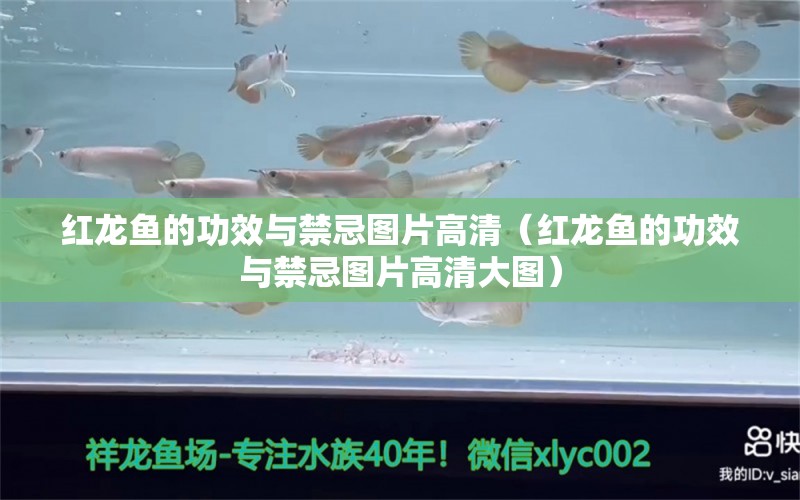 紅龍魚的功效與禁忌圖片高清（紅龍魚的功效與禁忌圖片高清大圖）