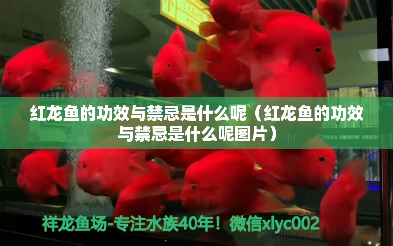 紅龍魚的功效與禁忌是什么呢（紅龍魚的功效與禁忌是什么呢圖片）