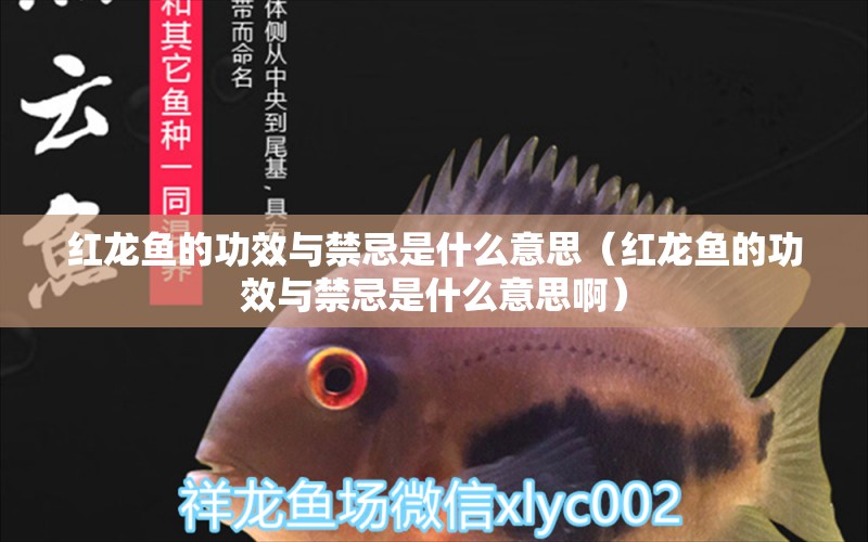 紅龍魚的功效與禁忌是什么意思（紅龍魚的功效與禁忌是什么意思?。? title=