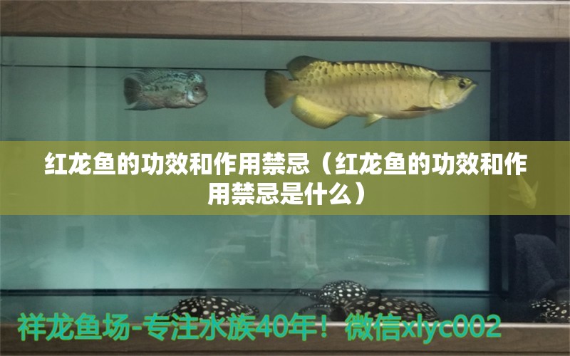 紅龍魚的功效和作用禁忌（紅龍魚的功效和作用禁忌是什么） 印尼紅龍魚