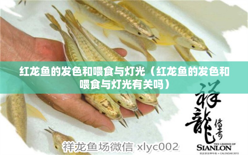 紅龍魚的發(fā)色和喂食與燈光（紅龍魚的發(fā)色和喂食與燈光有關(guān)嗎） 印尼紅龍魚