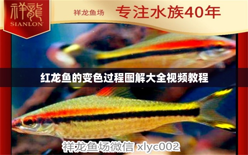 紅龍魚的變色過程圖解大全視頻教程 古典過背金龍魚