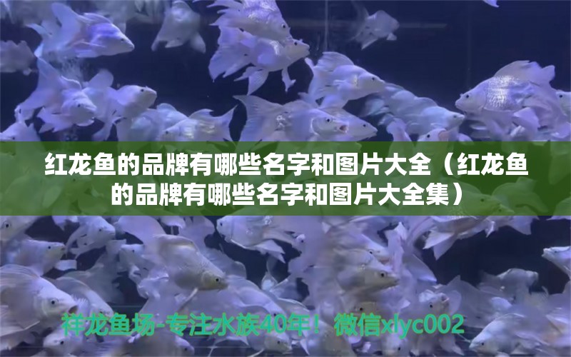 紅龍魚的品牌有哪些名字和圖片大全（紅龍魚的品牌有哪些名字和圖片大全集） 印尼紅龍魚