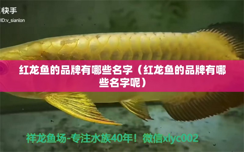 紅龍魚的品牌有哪些名字（紅龍魚的品牌有哪些名字呢）