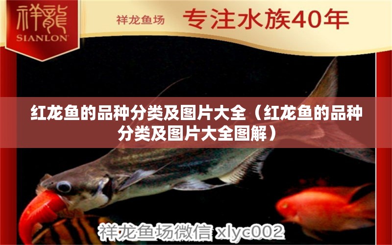 紅龍魚的品種分類及圖片大全（紅龍魚的品種分類及圖片大全圖解）