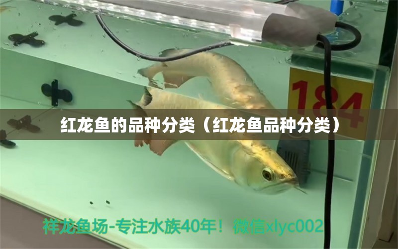 紅龍魚(yú)的品種分類（紅龍魚(yú)品種分類） 龍魚(yú)百科 第2張