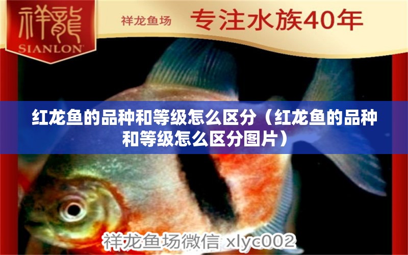 紅龍魚的品種和等級怎么區(qū)分（紅龍魚的品種和等級怎么區(qū)分圖片）