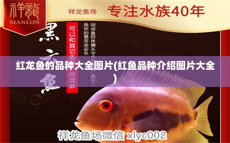 紅龍魚的品種大全圖片(紅魚品種介紹圖片大全) 黃金鴨嘴魚