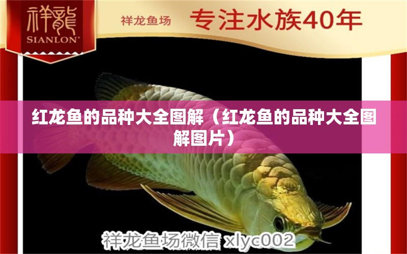 紅龍魚的品種大全圖解（紅龍魚的品種大全圖解圖片）