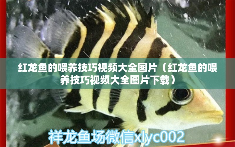 紅龍魚的喂養(yǎng)技巧視頻大全圖片（紅龍魚的喂養(yǎng)技巧視頻大全圖片下載） 龍魚百科