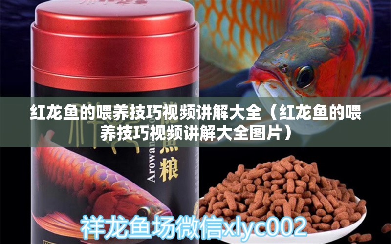 紅龍魚的喂養(yǎng)技巧視頻講解大全（紅龍魚的喂養(yǎng)技巧視頻講解大全圖片）