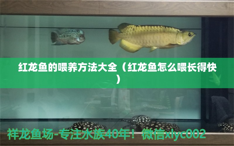 紅龍魚的喂養(yǎng)方法大全（紅龍魚怎么喂長得快） 全國觀賞魚市場