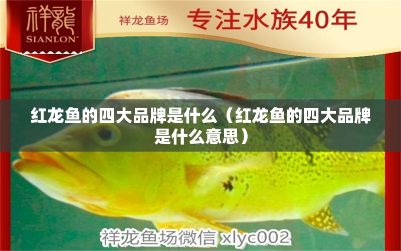 紅龍魚的四大品牌是什么（紅龍魚的四大品牌是什么意思） 印尼紅龍魚