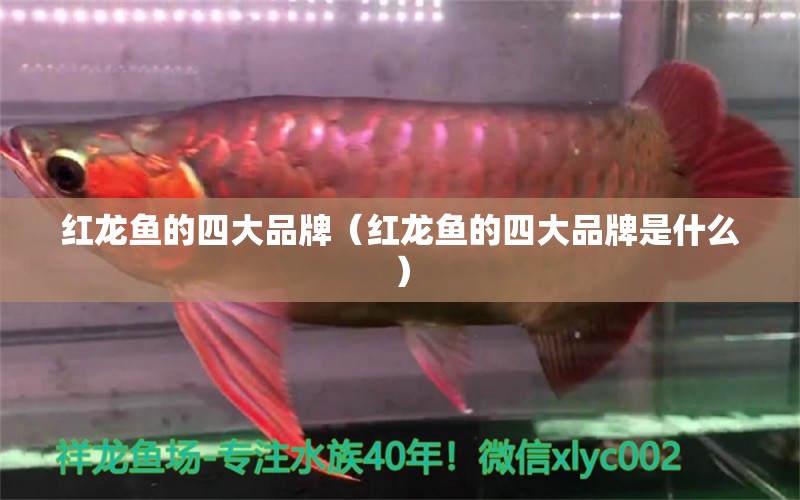 紅龍魚的四大品牌（紅龍魚的四大品牌是什么）