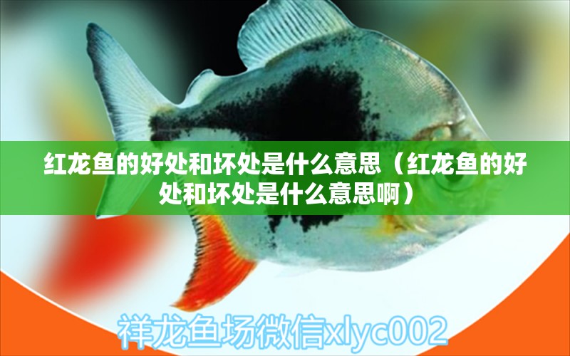 紅龍魚(yú)的好處和壞處是什么意思（紅龍魚(yú)的好處和壞處是什么意思?。? title=