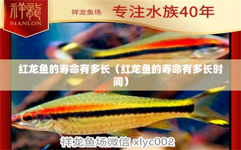 紅龍魚(yú)的壽命有多長(zhǎng)（紅龍魚(yú)的壽命有多長(zhǎng)時(shí)間） 龍魚(yú)百科